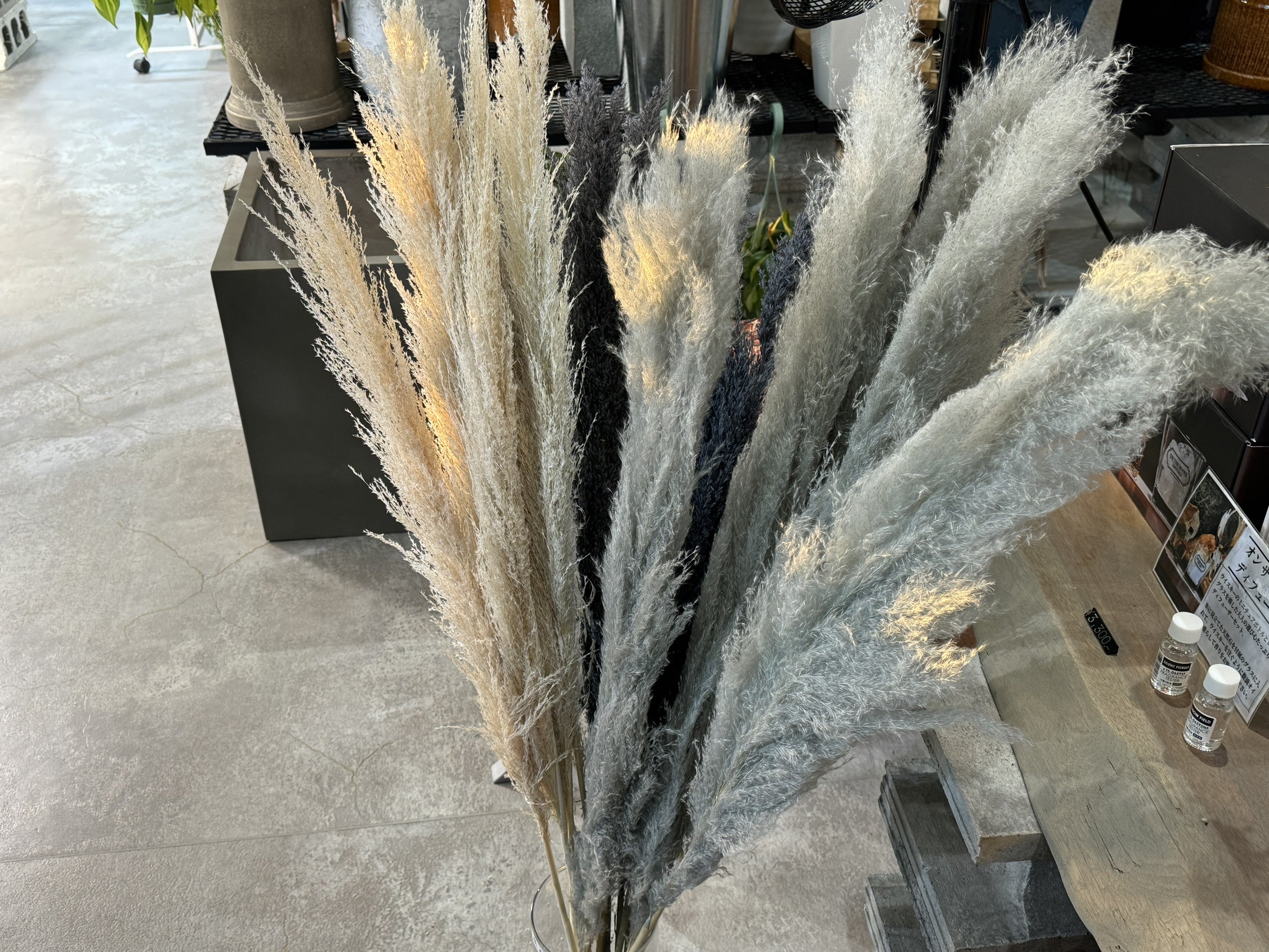 Hare Bare Plants:【新入荷情報】