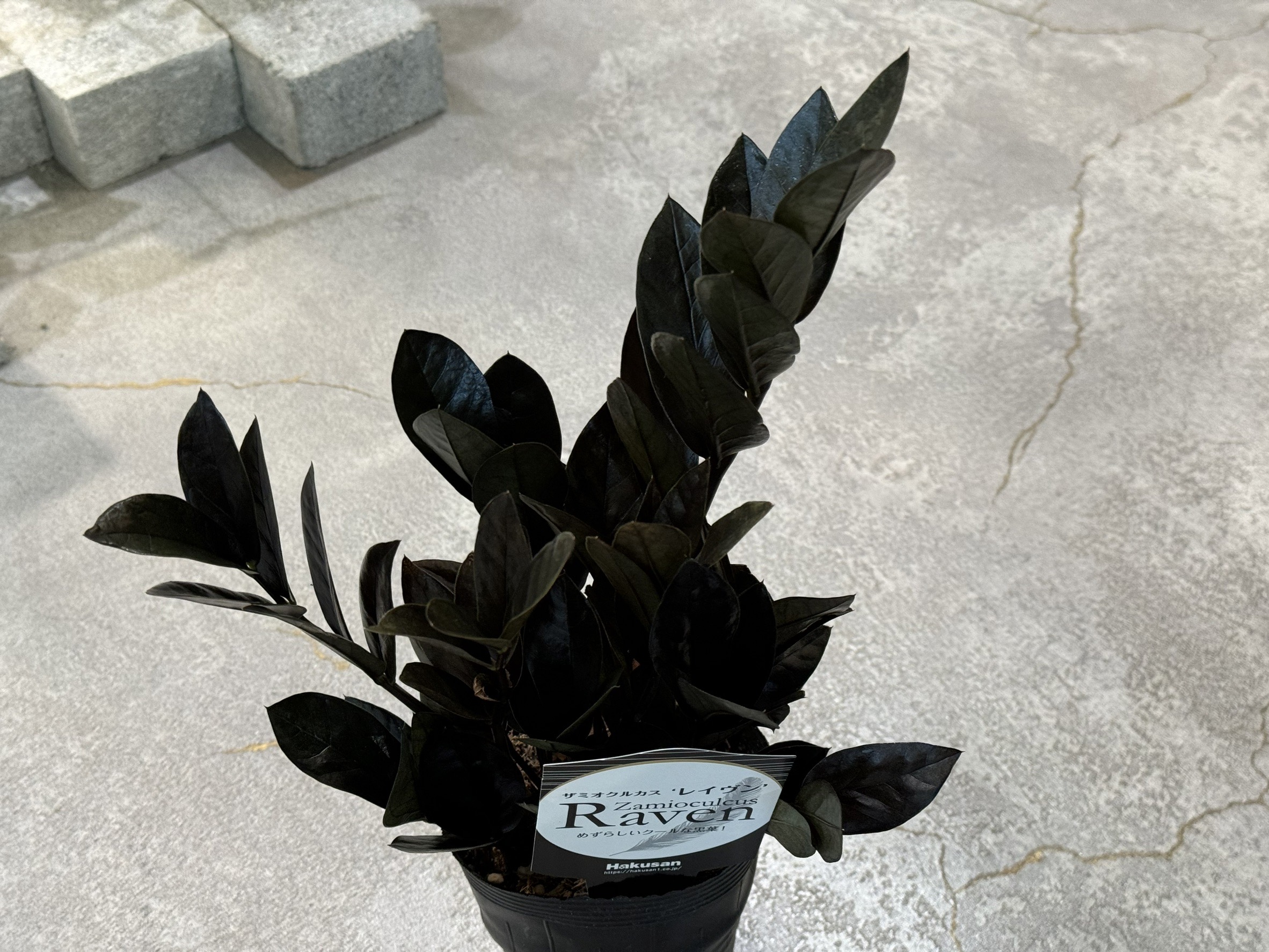 Hare Bare Plants:【新入荷情報】