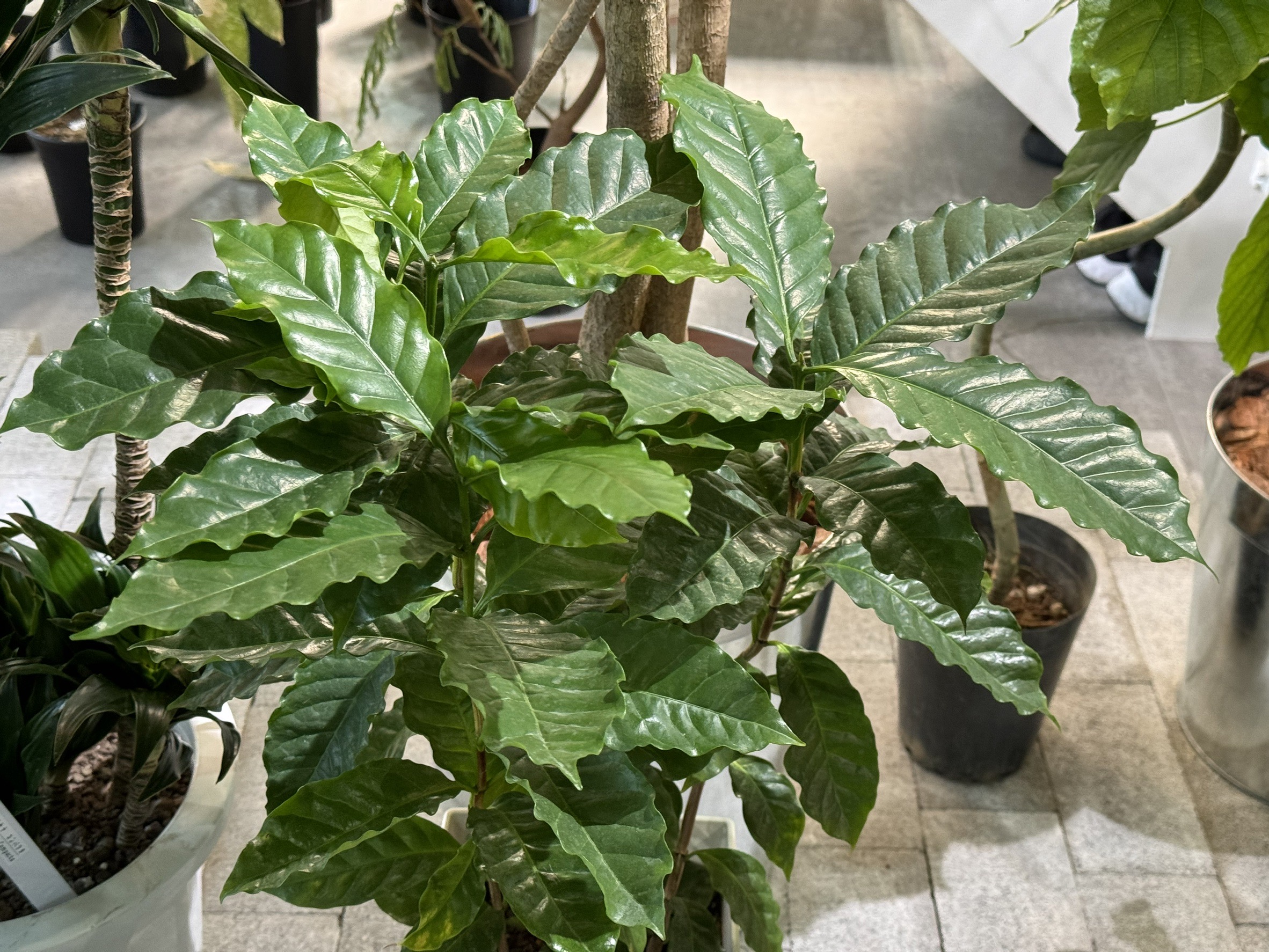 Hare Bare Plants:【新入荷情報】