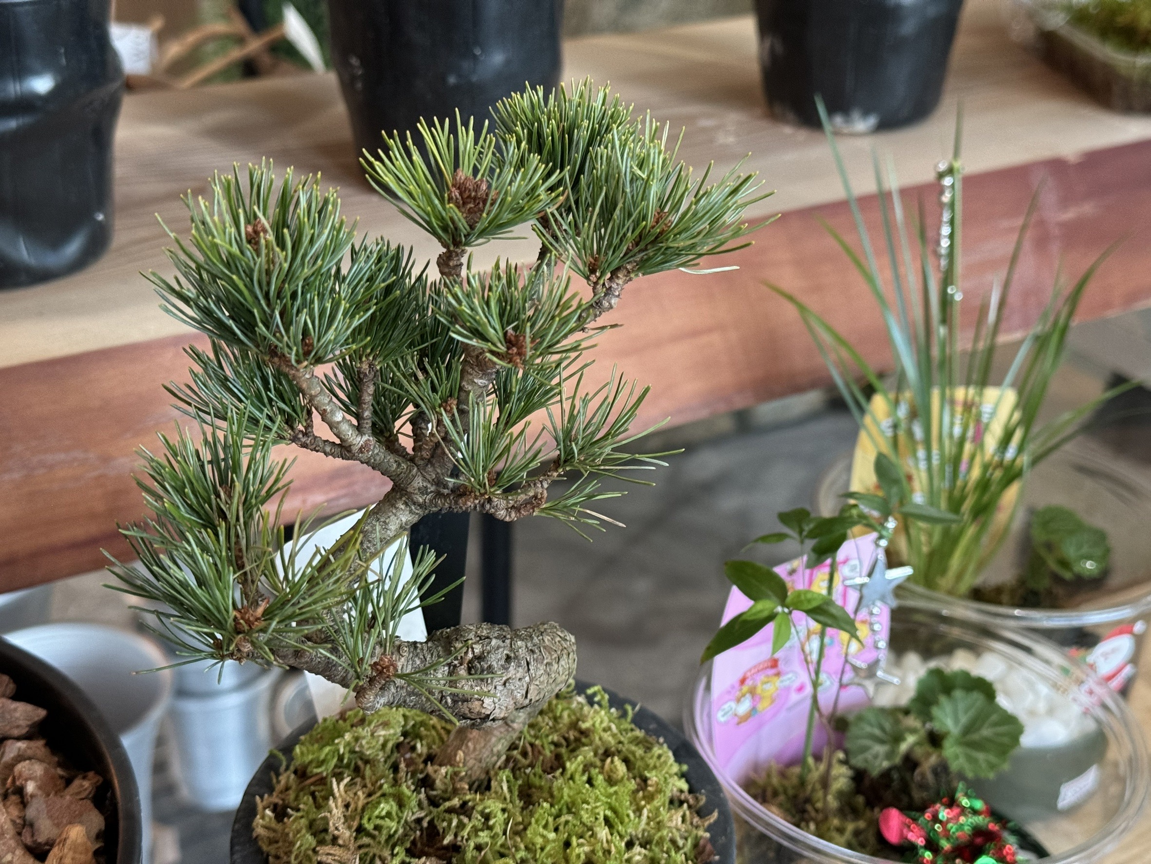 Hare Bare Plants:【新入荷情報】