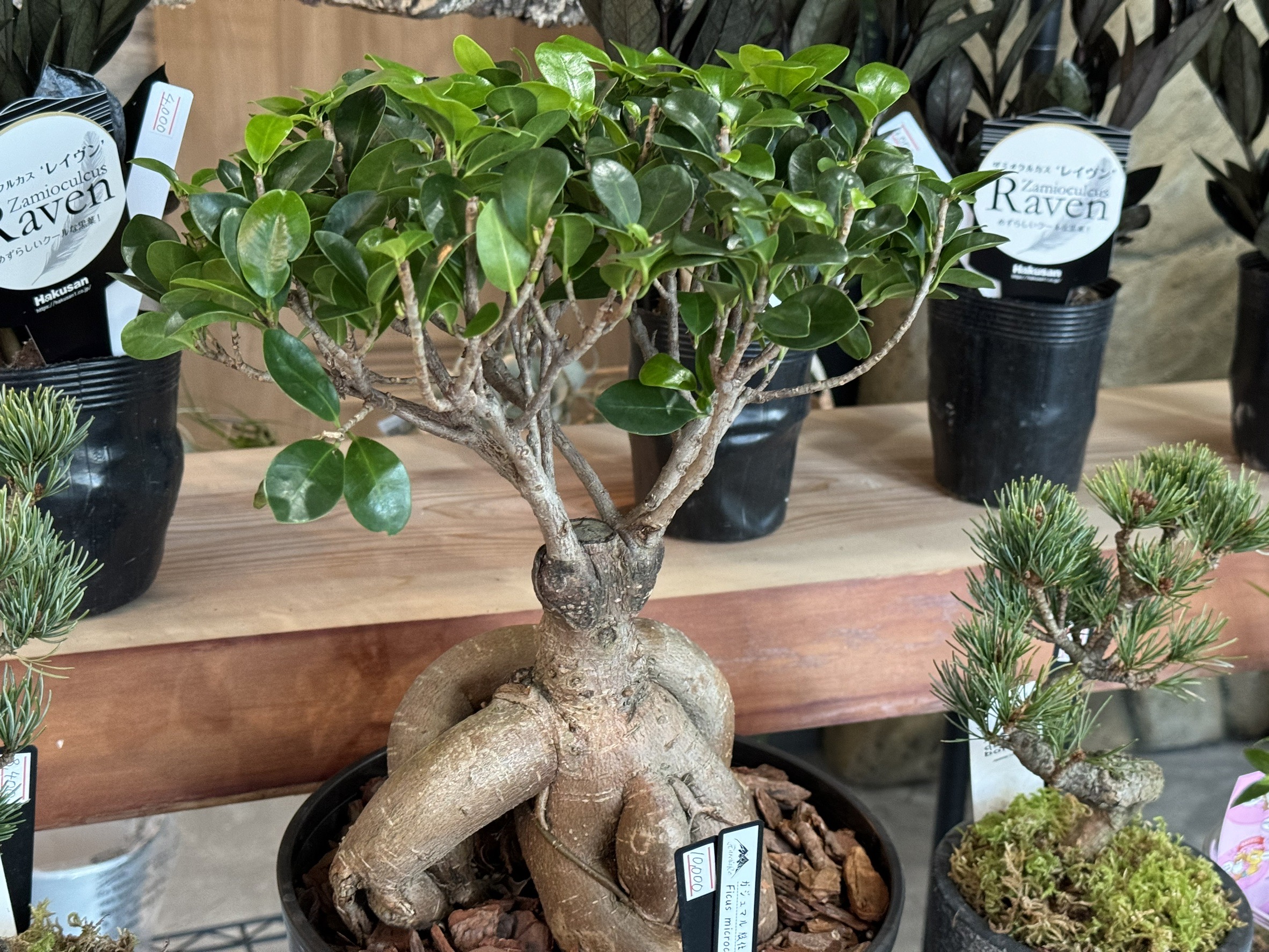 Hare Bare Plants:【新入荷情報】