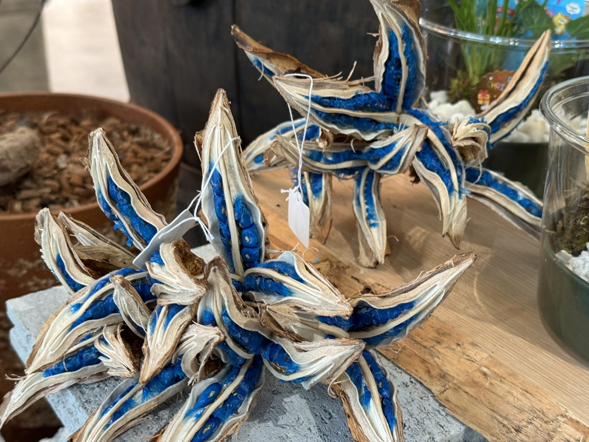 Hare Bare Plants:【新入荷情報】