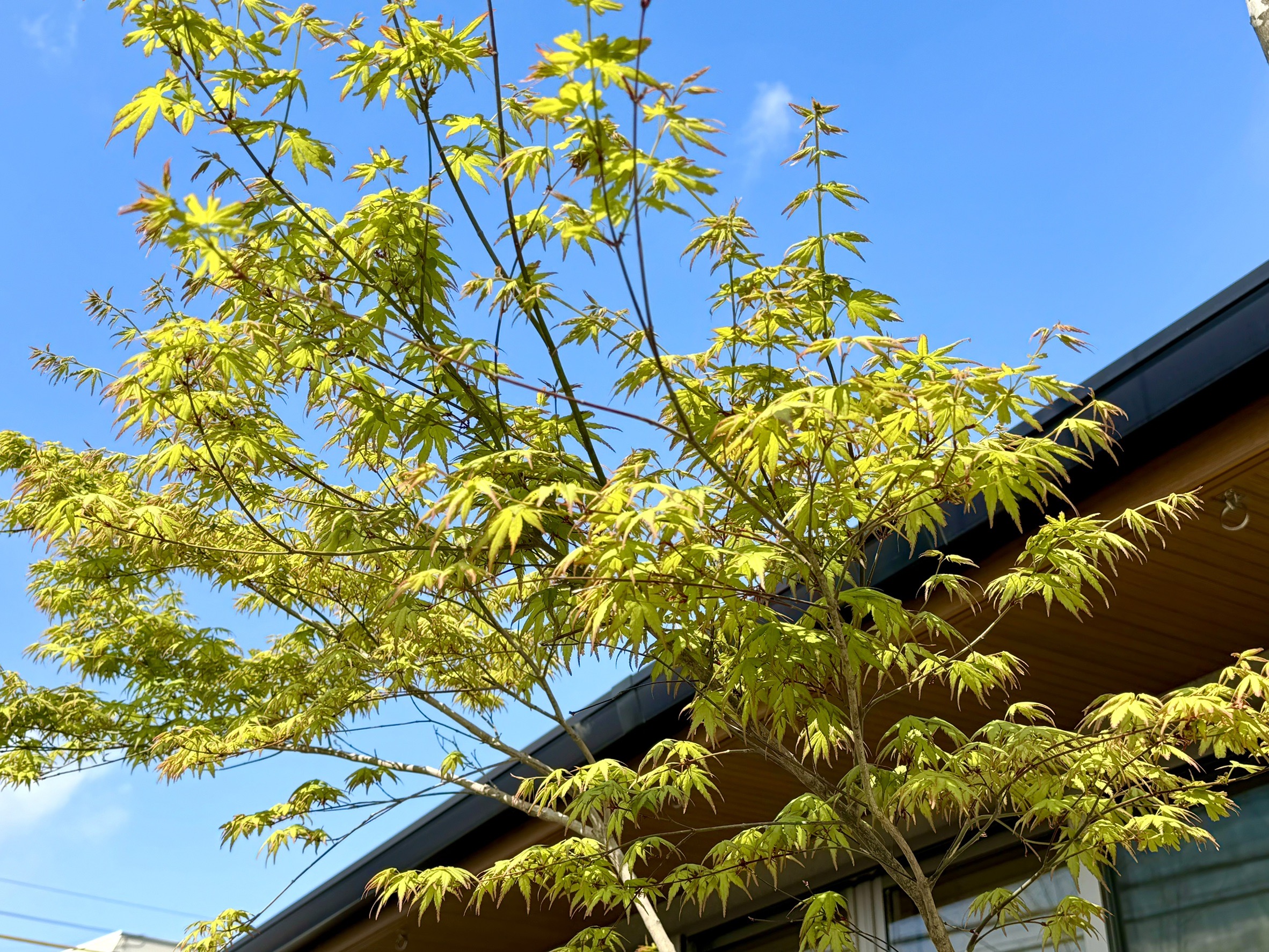 島田市東町のガーデンリフォームを行いました！