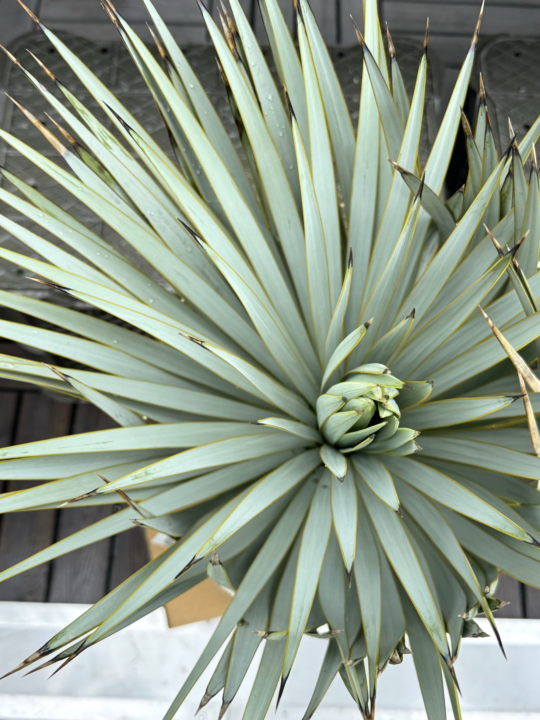 【イベント御礼】ボタオクへ出店！！