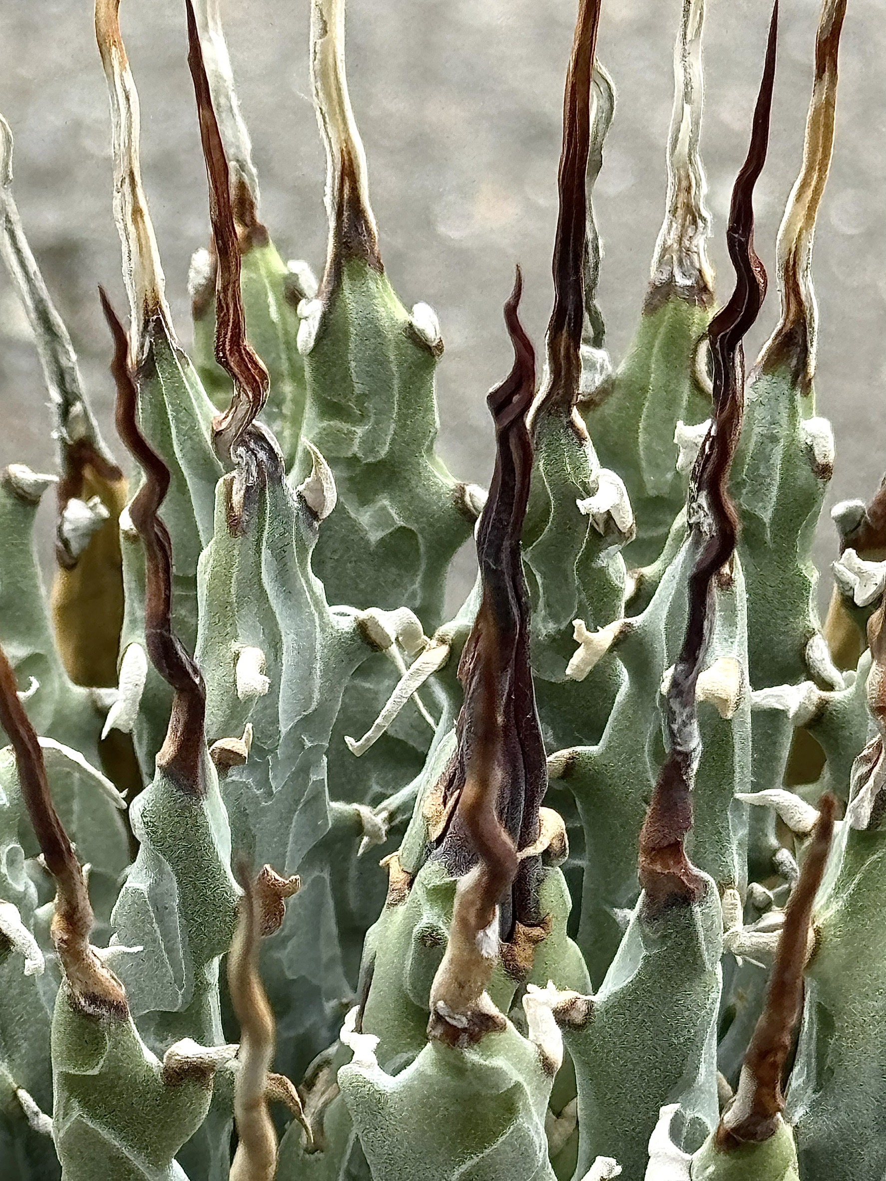 【イベント御礼】ボタオクへ出店！！