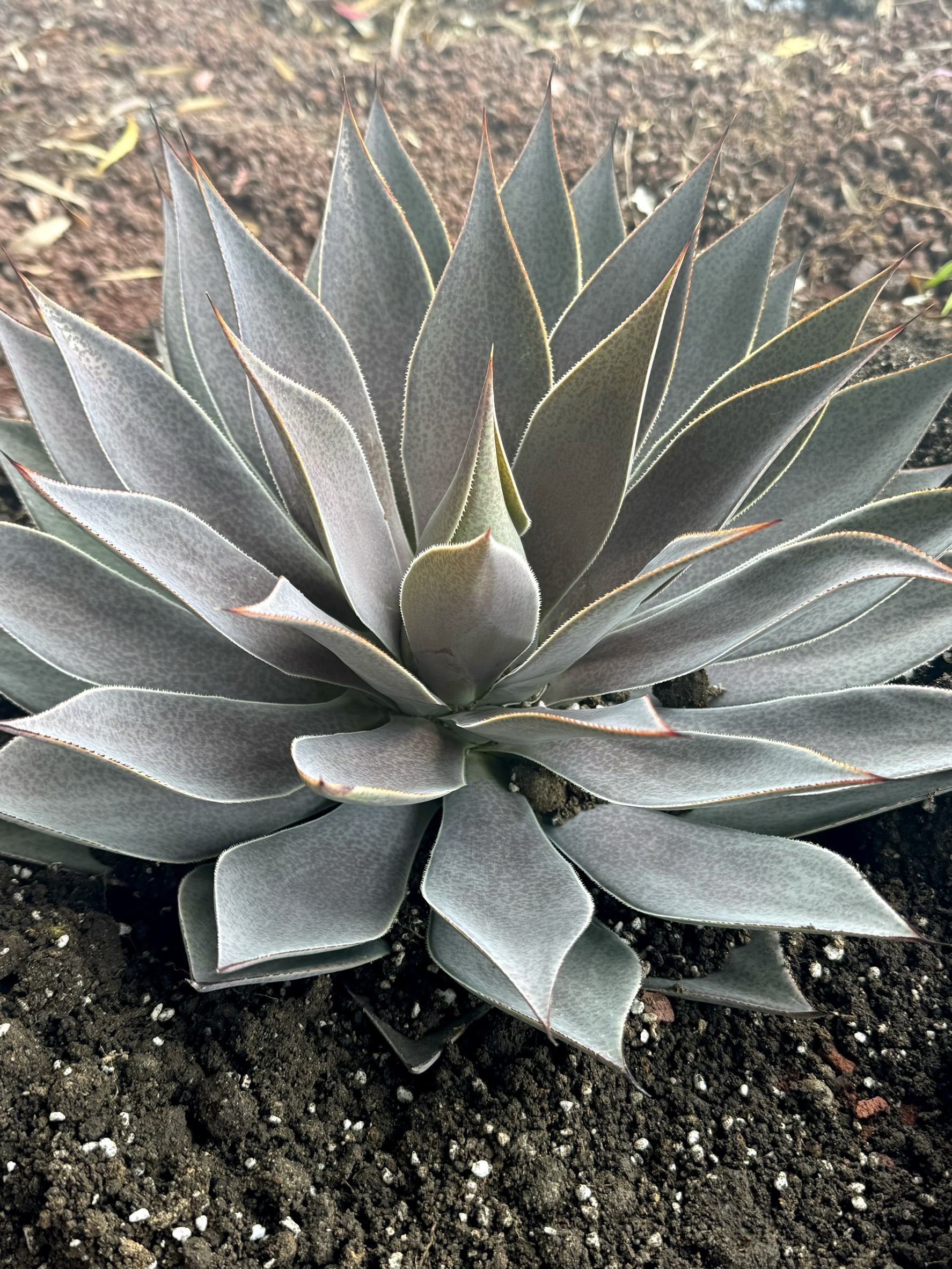 マクドナルド島田中河町店様、ご依頼誠にありがとうございました。