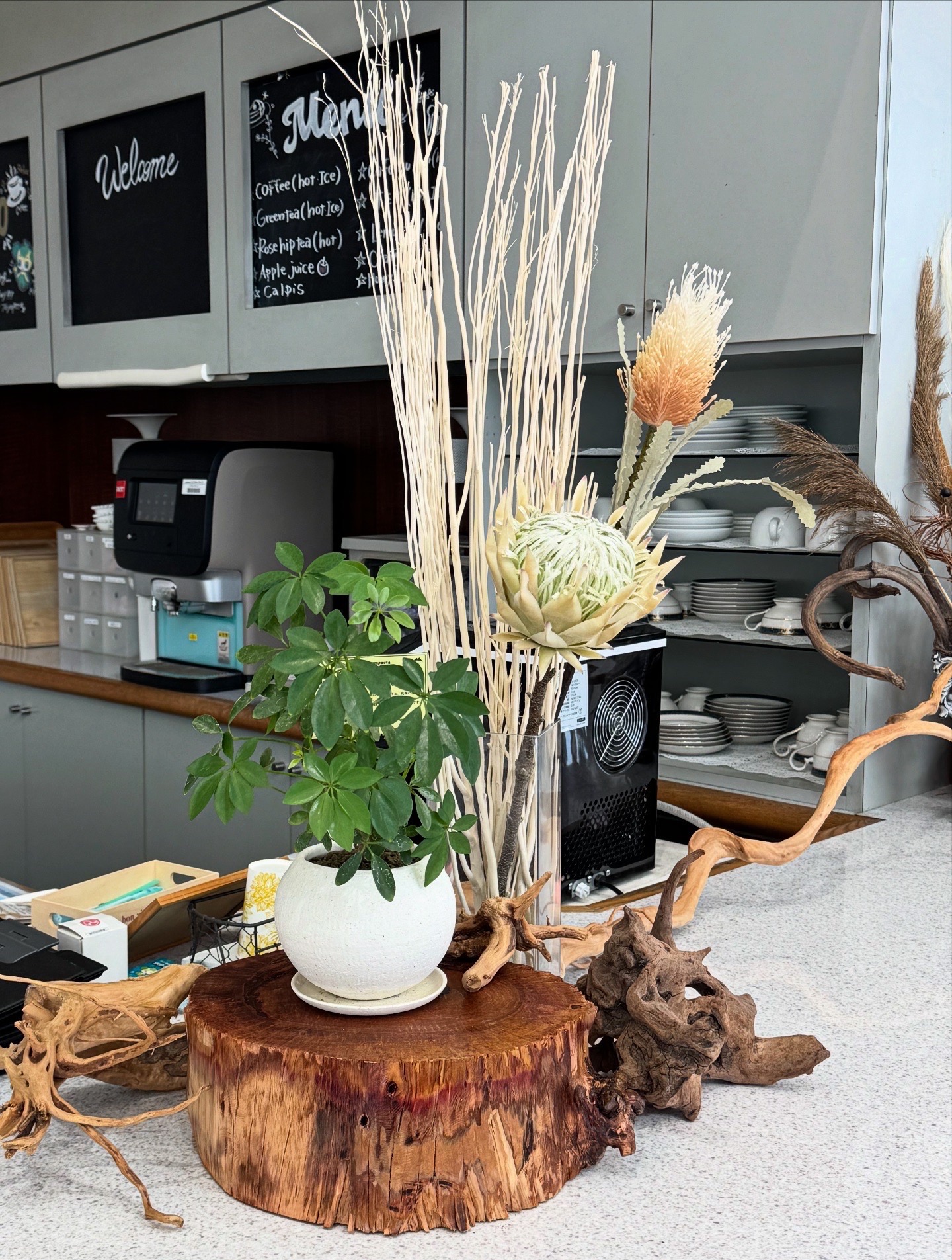 Hare Bare Plants:観葉植物サブスクのご案内