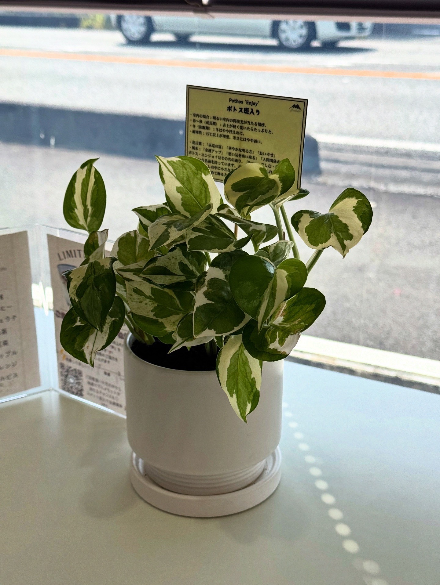 Hare Bare Plants:観葉植物サブスクのご案内