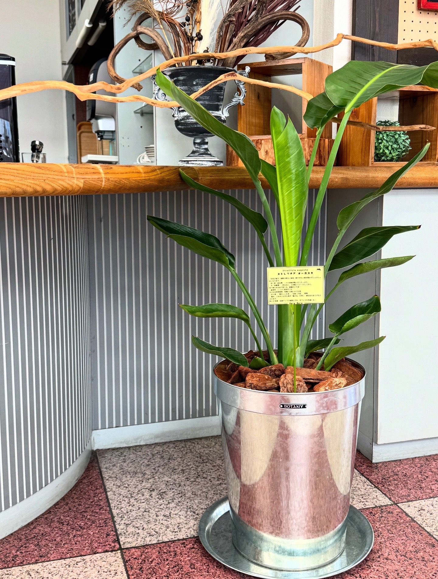 Hare Bare Plants:観葉植物サブスクのご案内